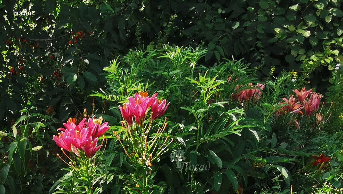 Ещё ностальгии. В новом всё ещё в зачаточном состоянии. Но так хочется красоты!!!