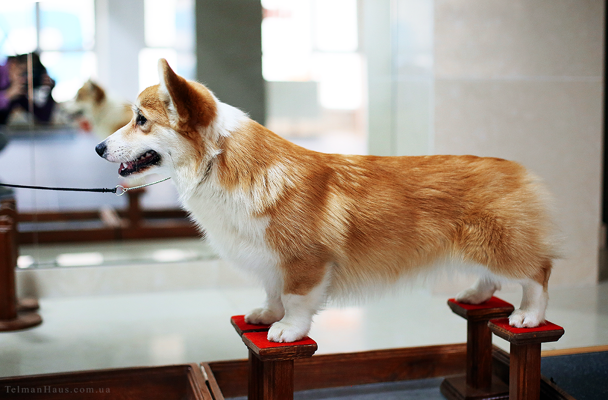 Вельш корги пемброк Welsh corgi pembroke © Telman Haus