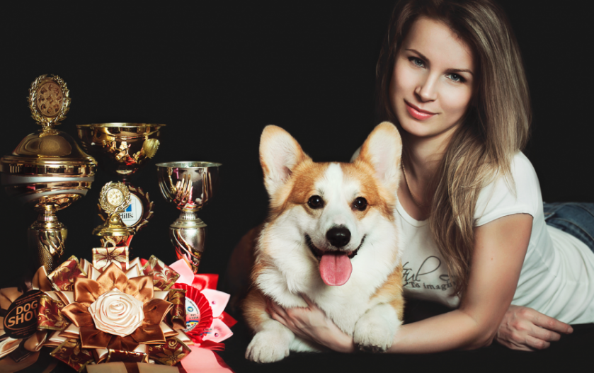 Вельш корги пемброк Welsh corgi pembroke  © Kennel "Telman Haus"