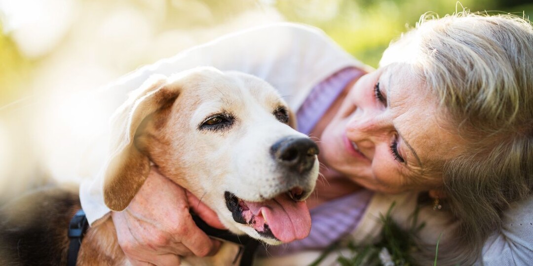 8 изменений, которых следует ожидать, когда ваша собака станет старой
