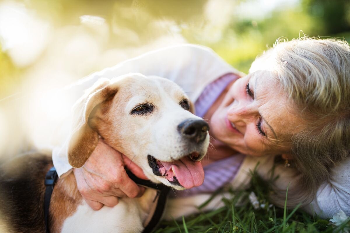 8 изменений, которых следует ожидать, когда ваша собака станет старой | Dog  Breeds | Дзен