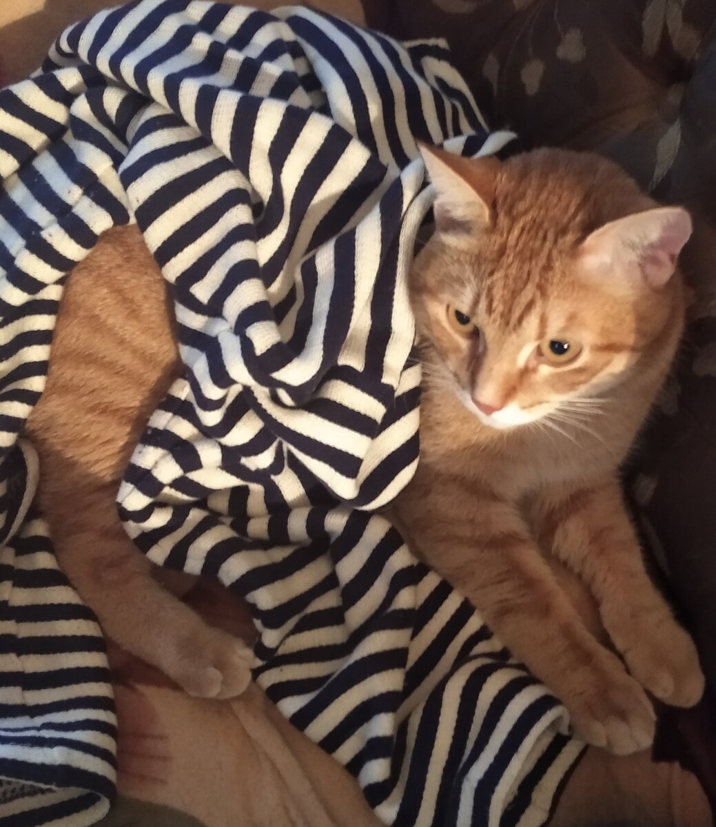 Сеня/кот. В дождик делать нечего . | Семен Кот | Дзен