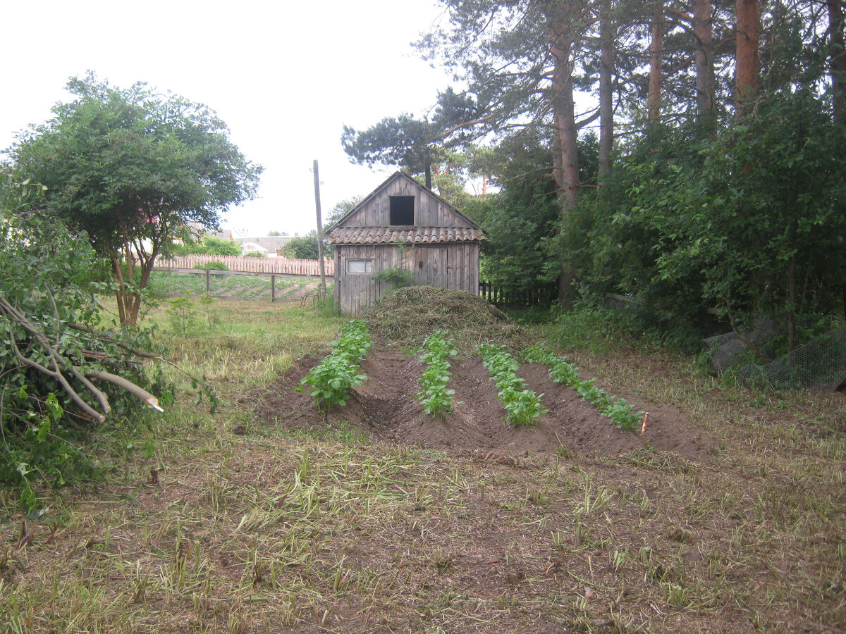 Если весной не посадить картошку - лето будет не настоящим! (фото 2014-го года)