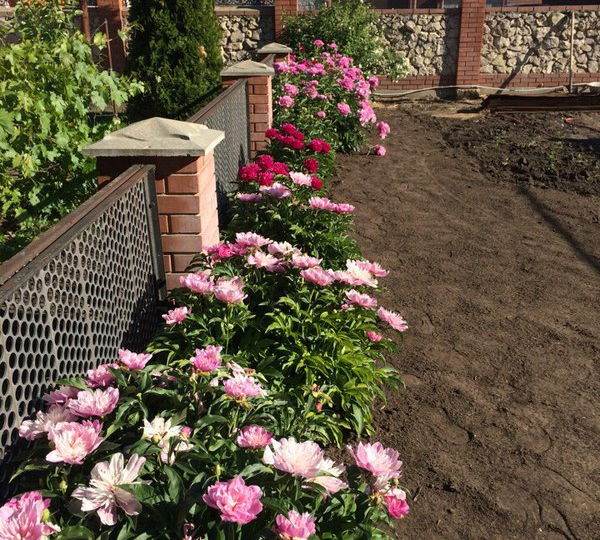 50 классных фотоидей для озеленения зоны у забора на даче 🌺