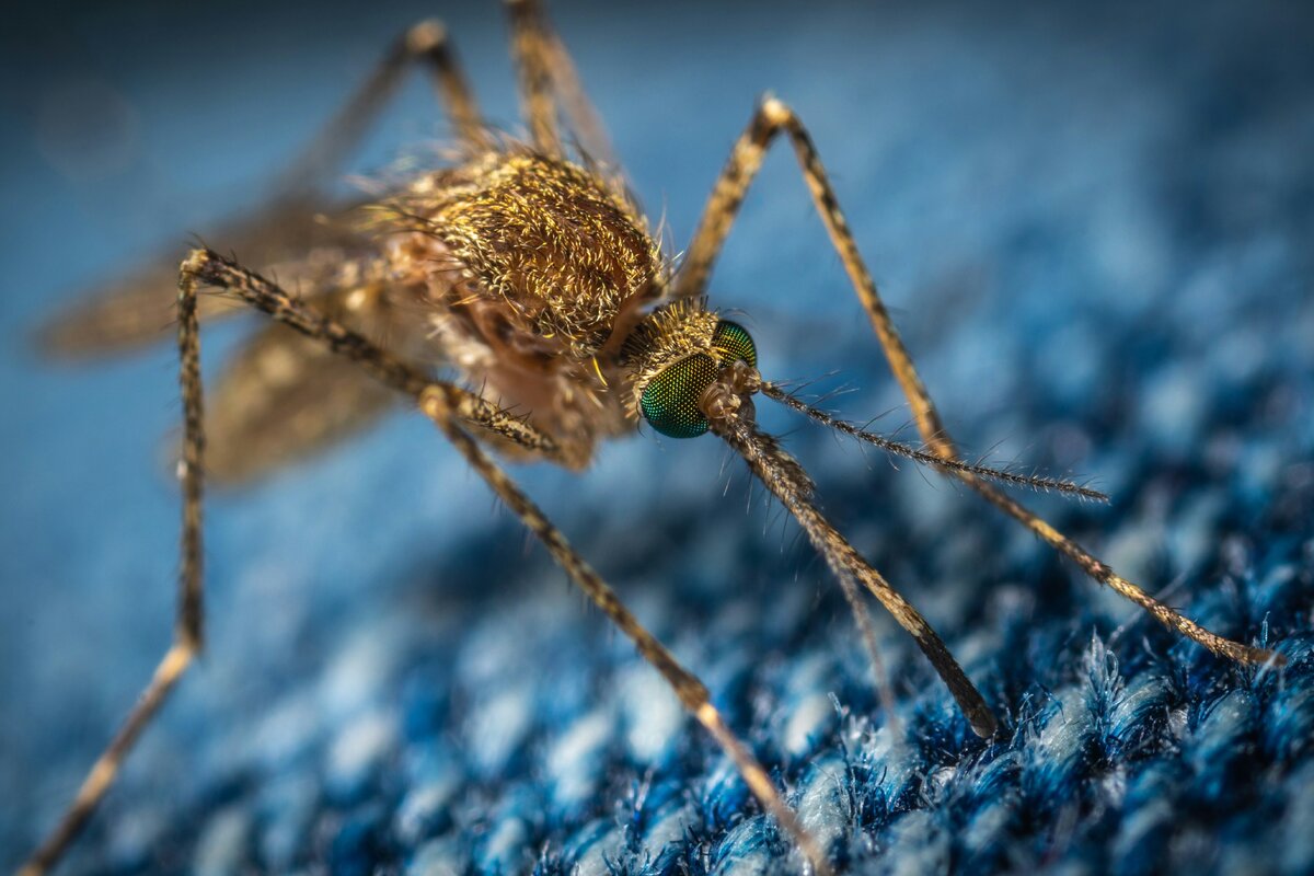     Нет укусам: как отпугнуть комаров натуральными средствами