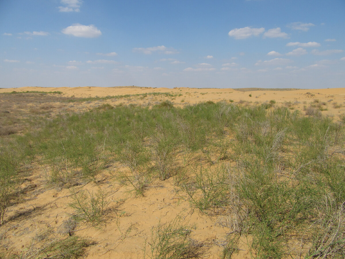 Астраханские степи