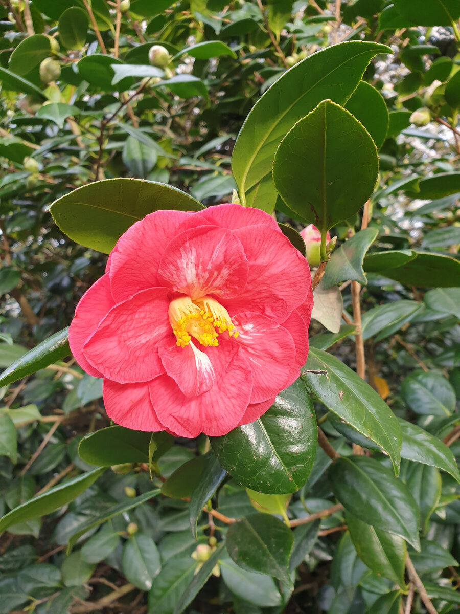 Цветение камелии в ботаническом саду Кью, Лондон.