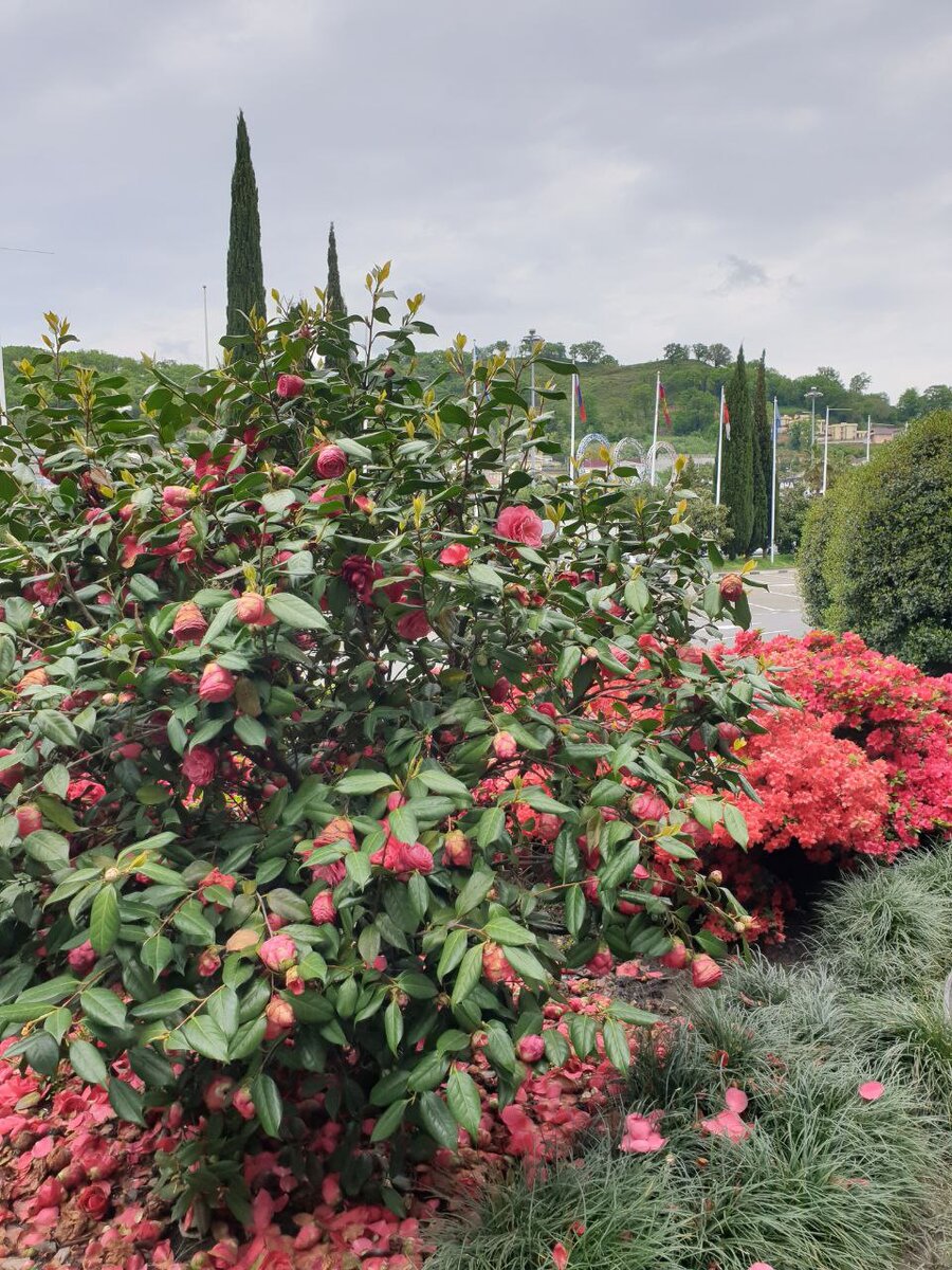Цветение камелии, Сочи.