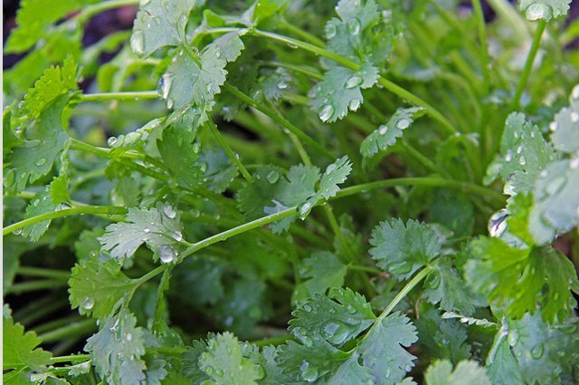    Какие пряности можно вырастить на даче в средней полосе России?