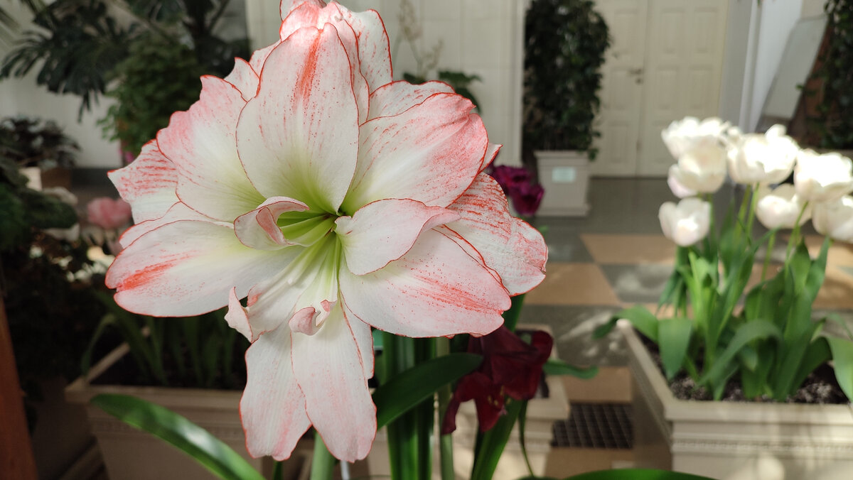 Оранжерея, Царицино. Москва