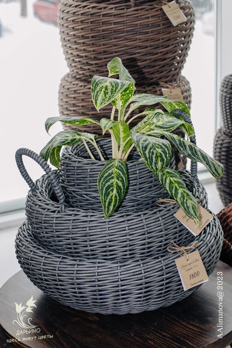 Аглаонема в уютном домике из экоротанга