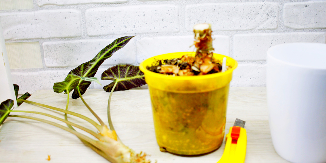 Размножаем алоказию листом. Реальность или вымысел. Сколько живет алоказия