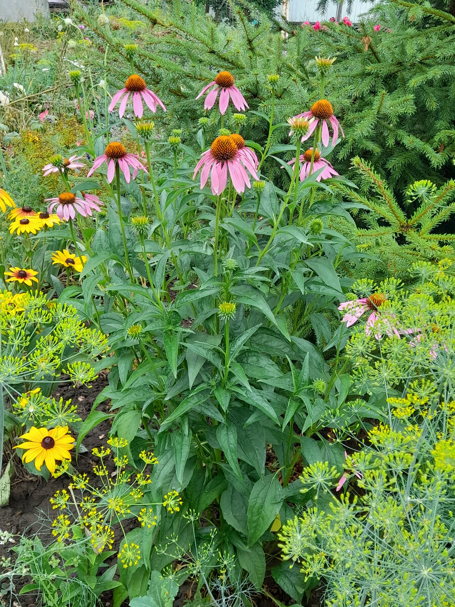 Эхинацея пурпурная розовая (Рудбекия)