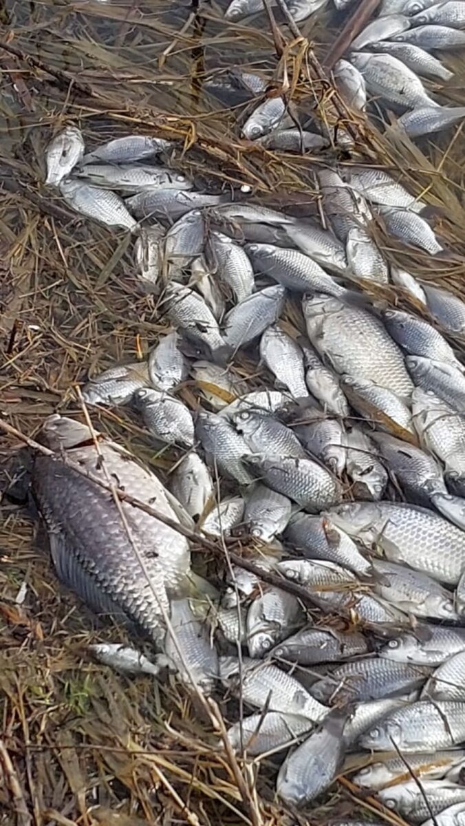    Мор рыбы. Источник: предоставлено "Толку"