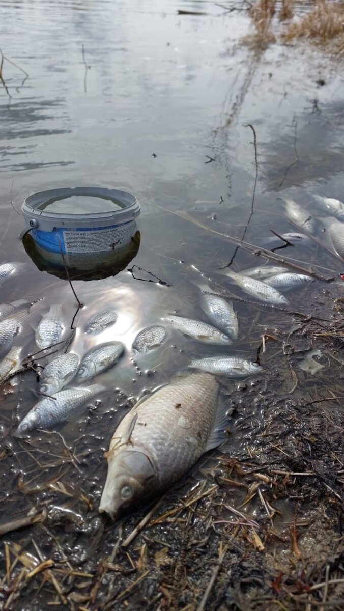    Мор рыбы. Источник: предоставлено "Толку"