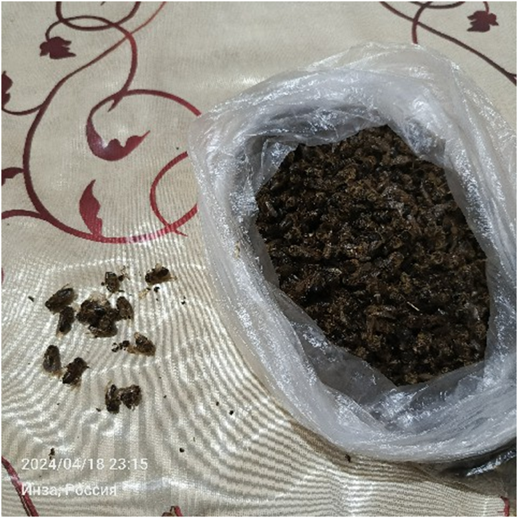 Пчелиный подмор. Фото автора канала.