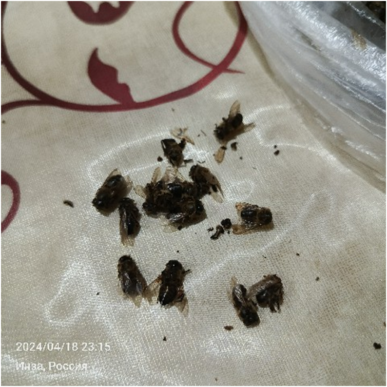 Пчелиный подмор вблизи. Фото автора