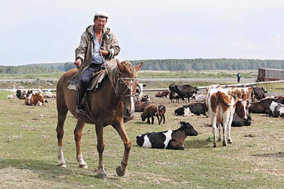Пастьба лошадей. Как пасут лошадей. Лошади на лугу. Деревенский пастух. Как пасут лошадей.