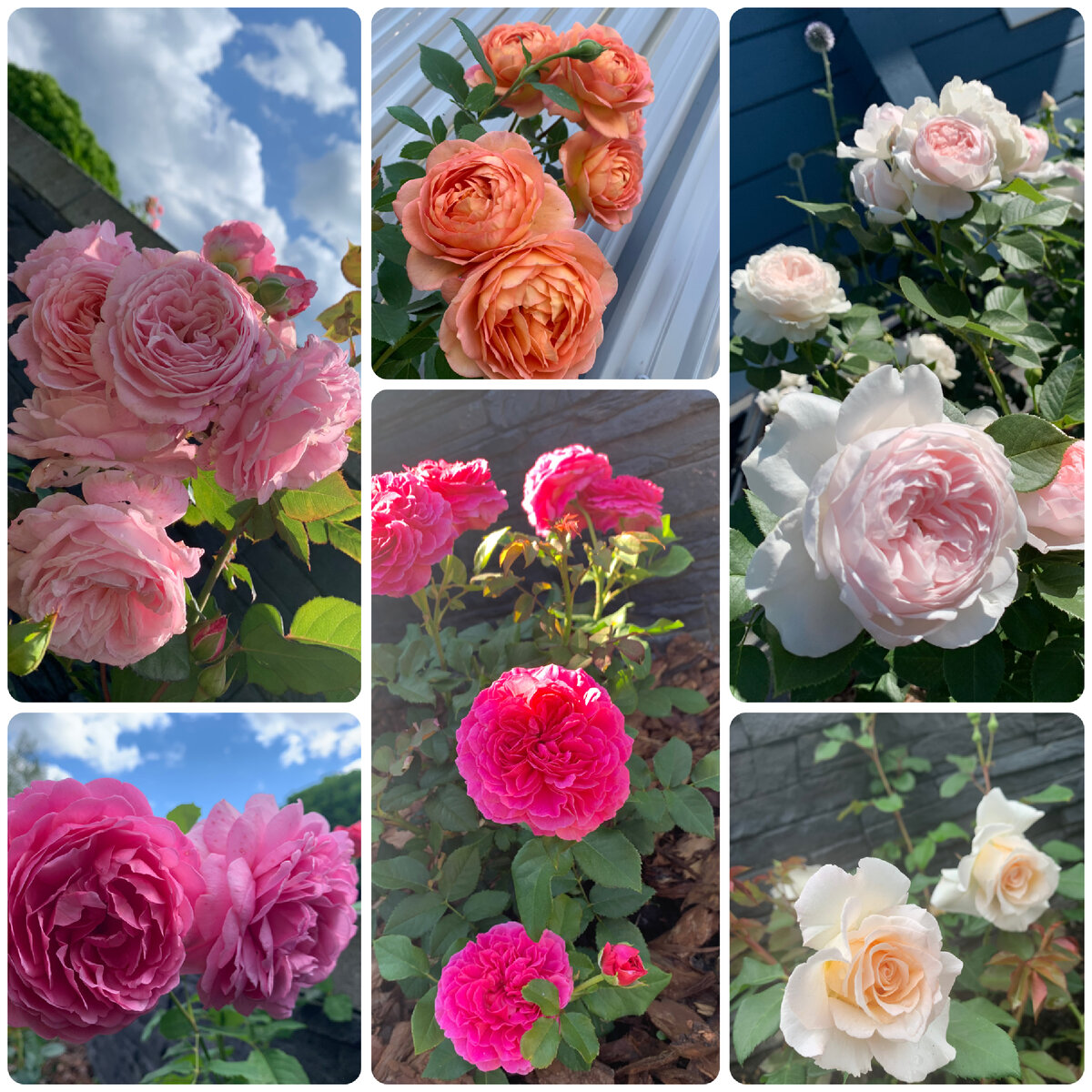 Розы из моего сада