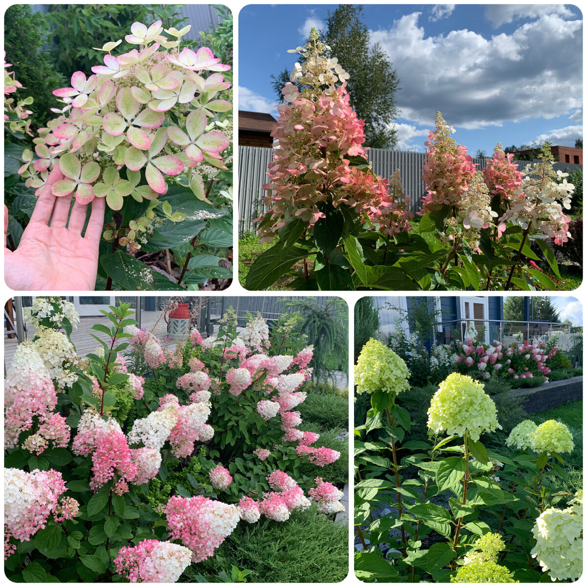 Гортензии моего сада