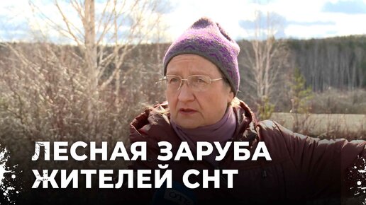 Садоводы бьют тревогу: лес в опасности от нового ЖК в Екатеринбурге