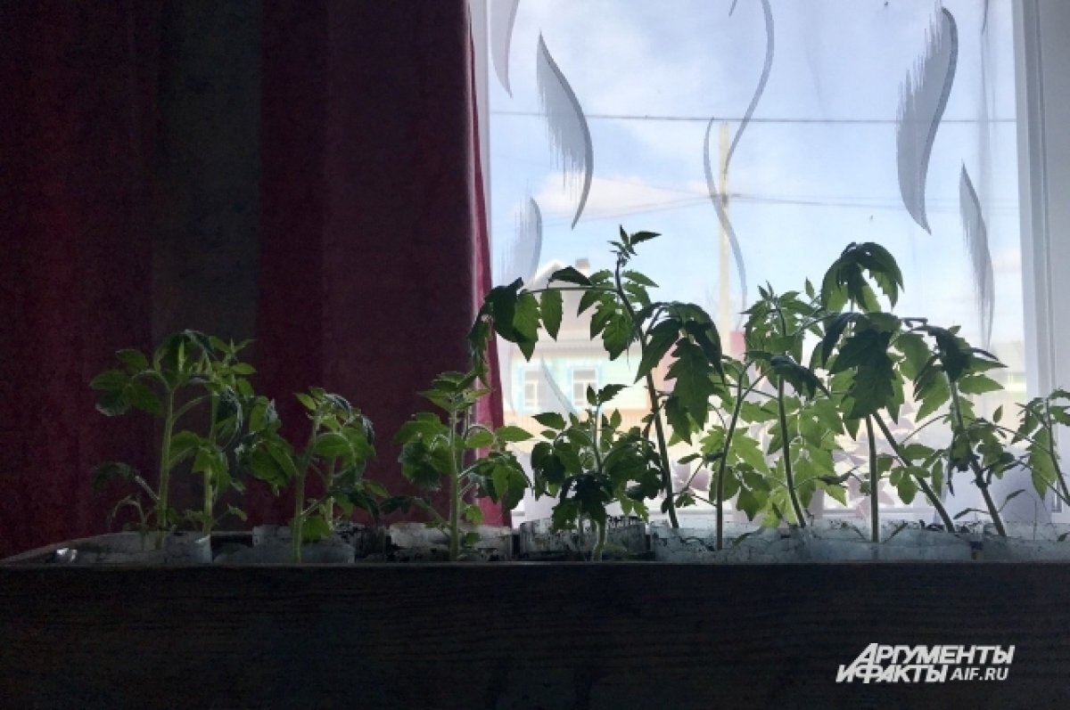    В детских садах Ноябрьска проходит экологический конкурс «Огород на окне»