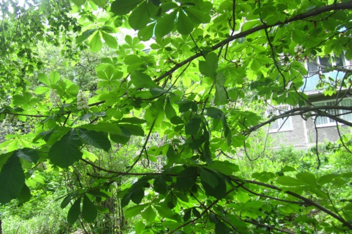    В тюменском сквере пройдет акция «Сохраним природу»