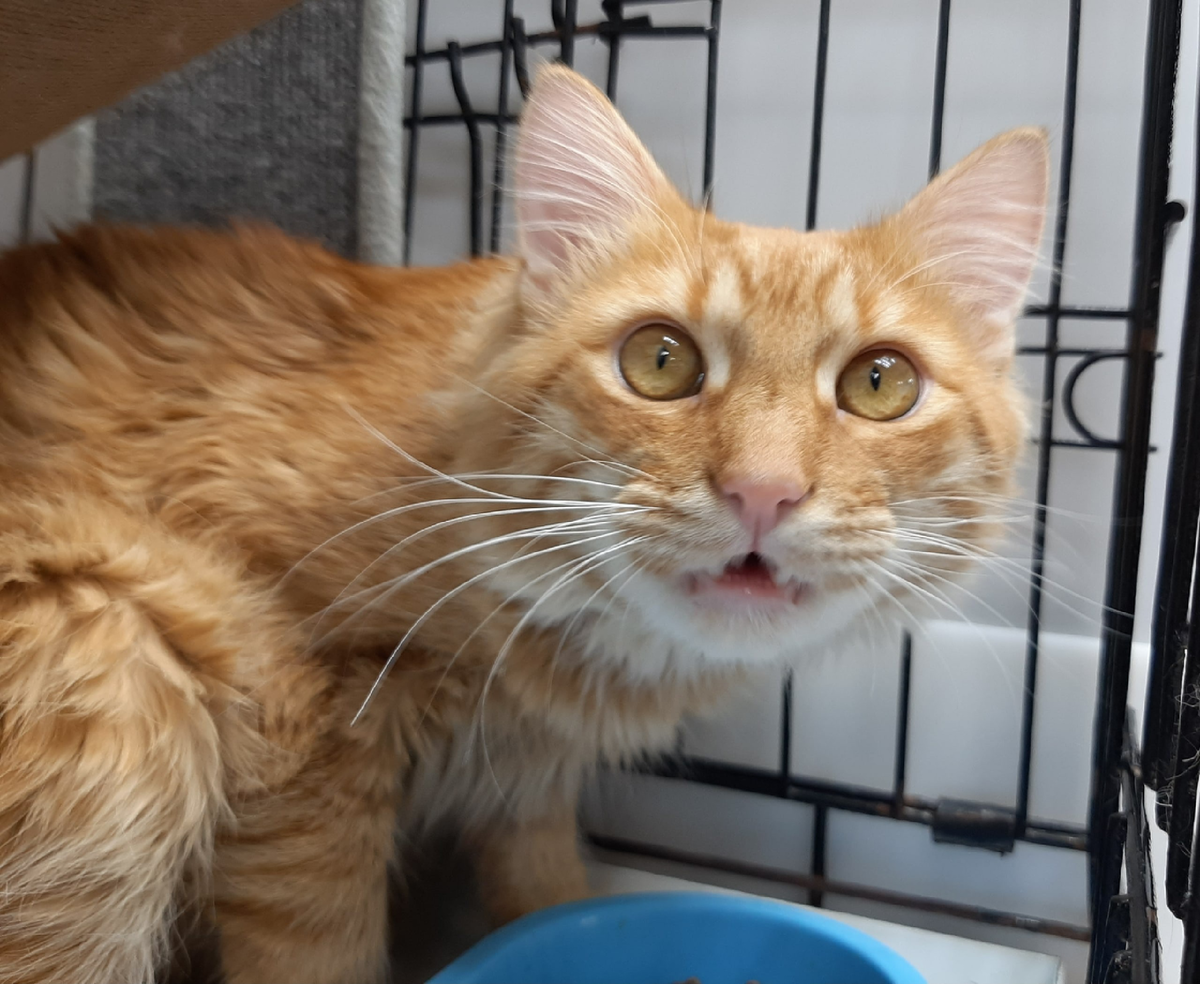 «Что, простите?!» Вот и наш 🚹 Джоуль удивлен, как можно отдавать котиков без собеседования? 🤷🏻‍♀️