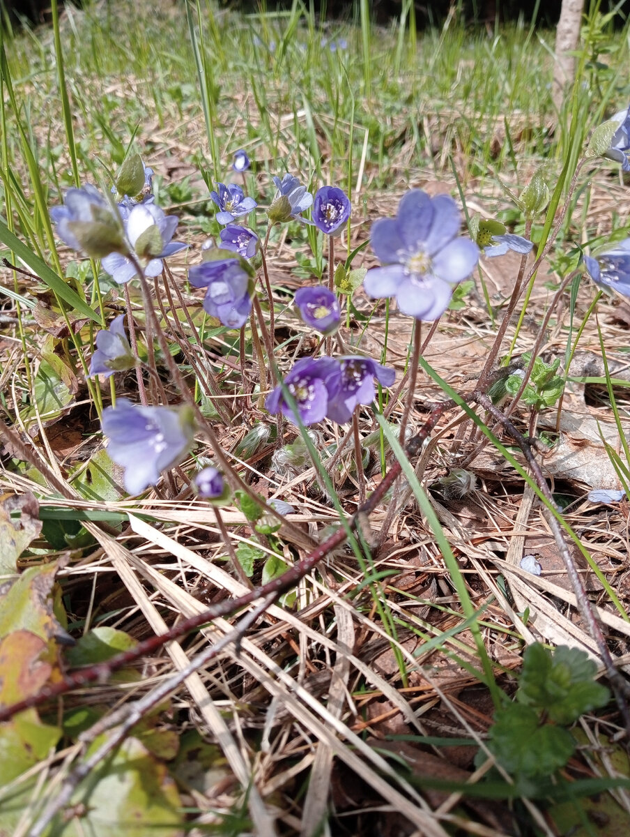 Фото моё. Первые лесные цветы