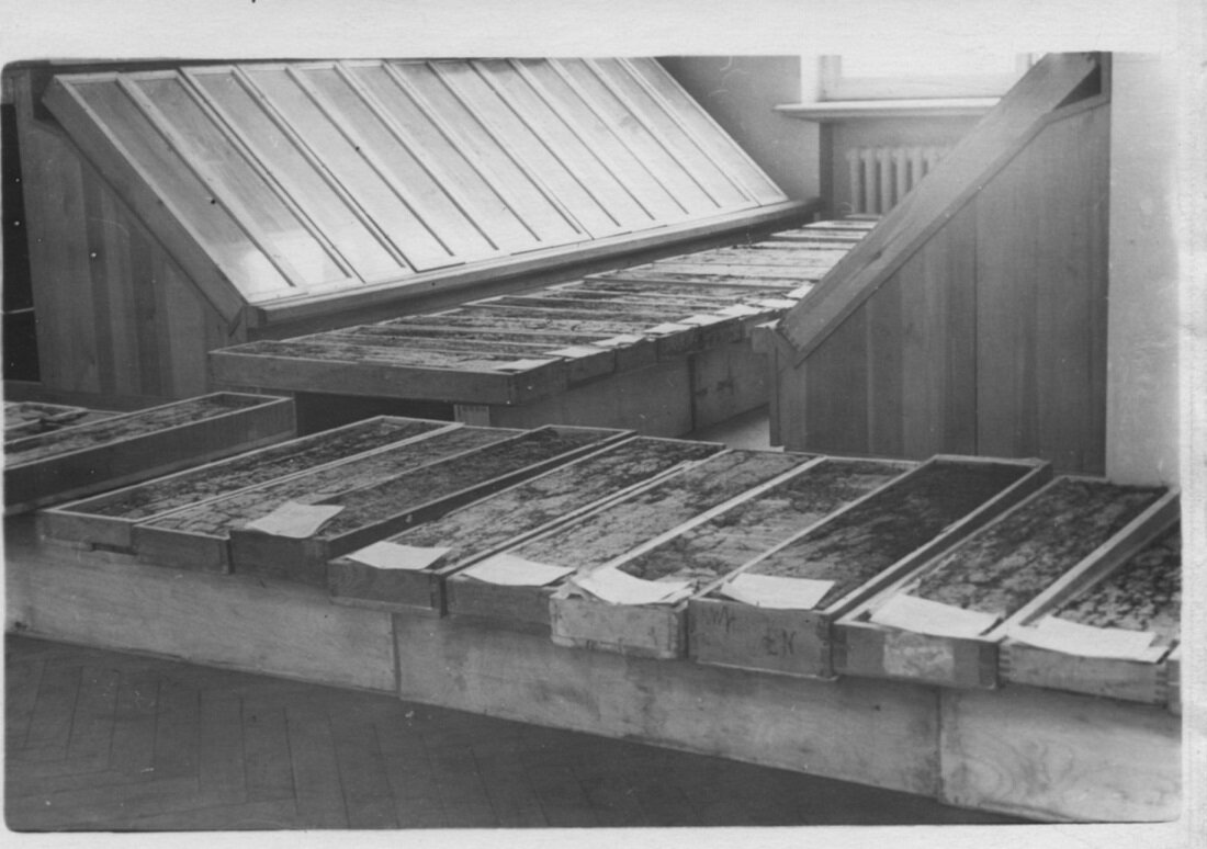 Свежеподписанные почвенные монолиты готовятся к переезду на стенды музея. Фото середины 50-х годов.