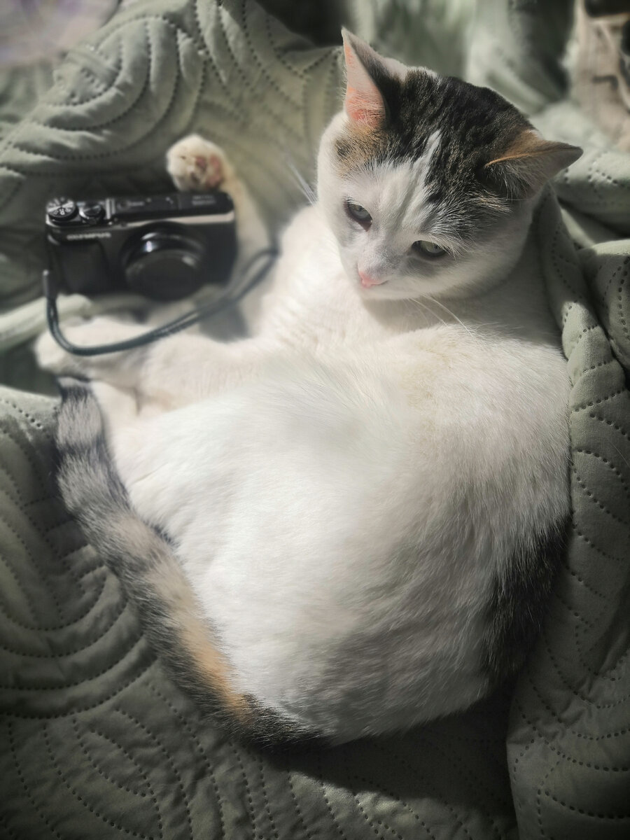 восемь лет был не нужен, а теперь в цепкие лапы Кити попал. 