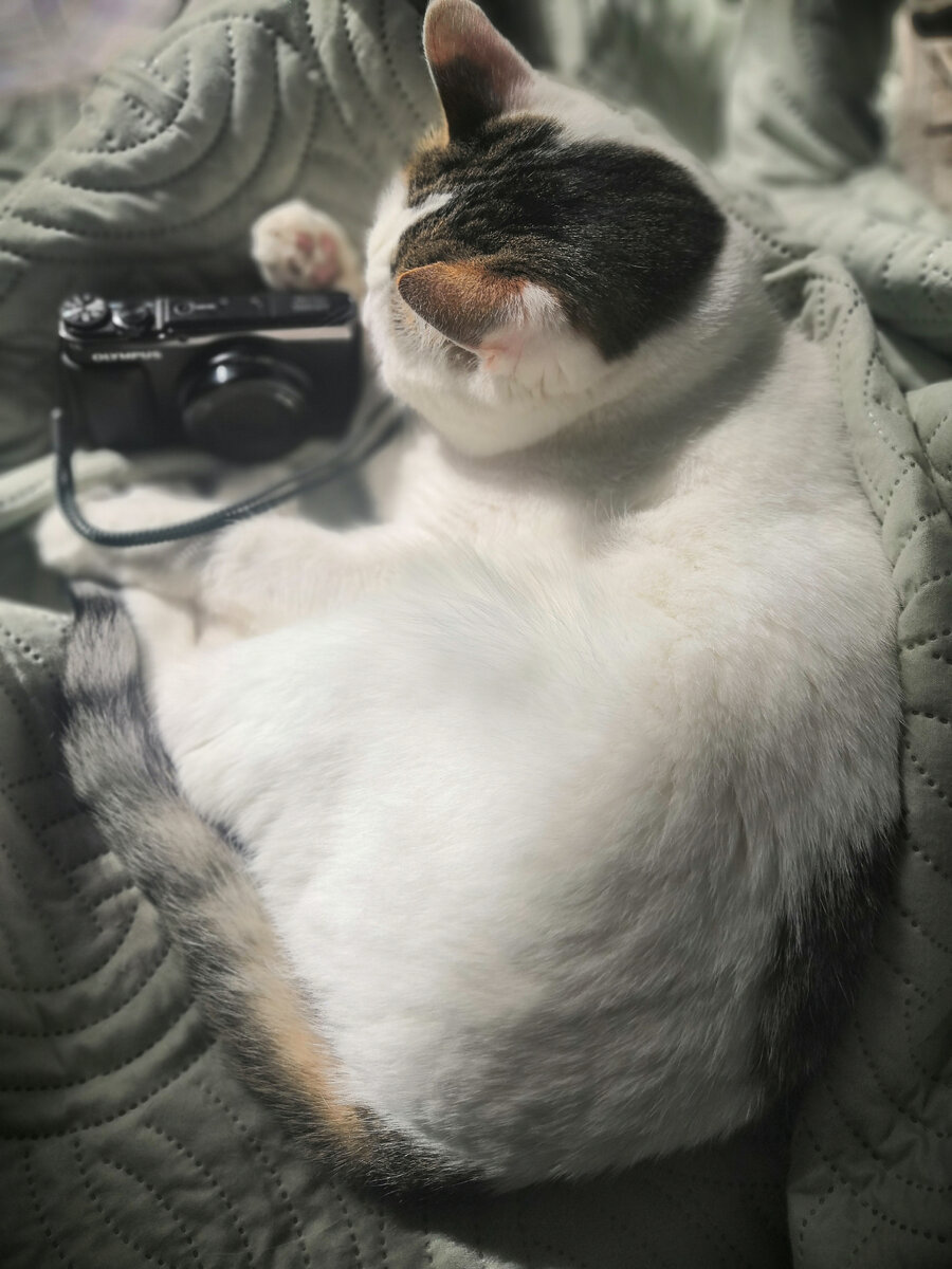 моё сокровище