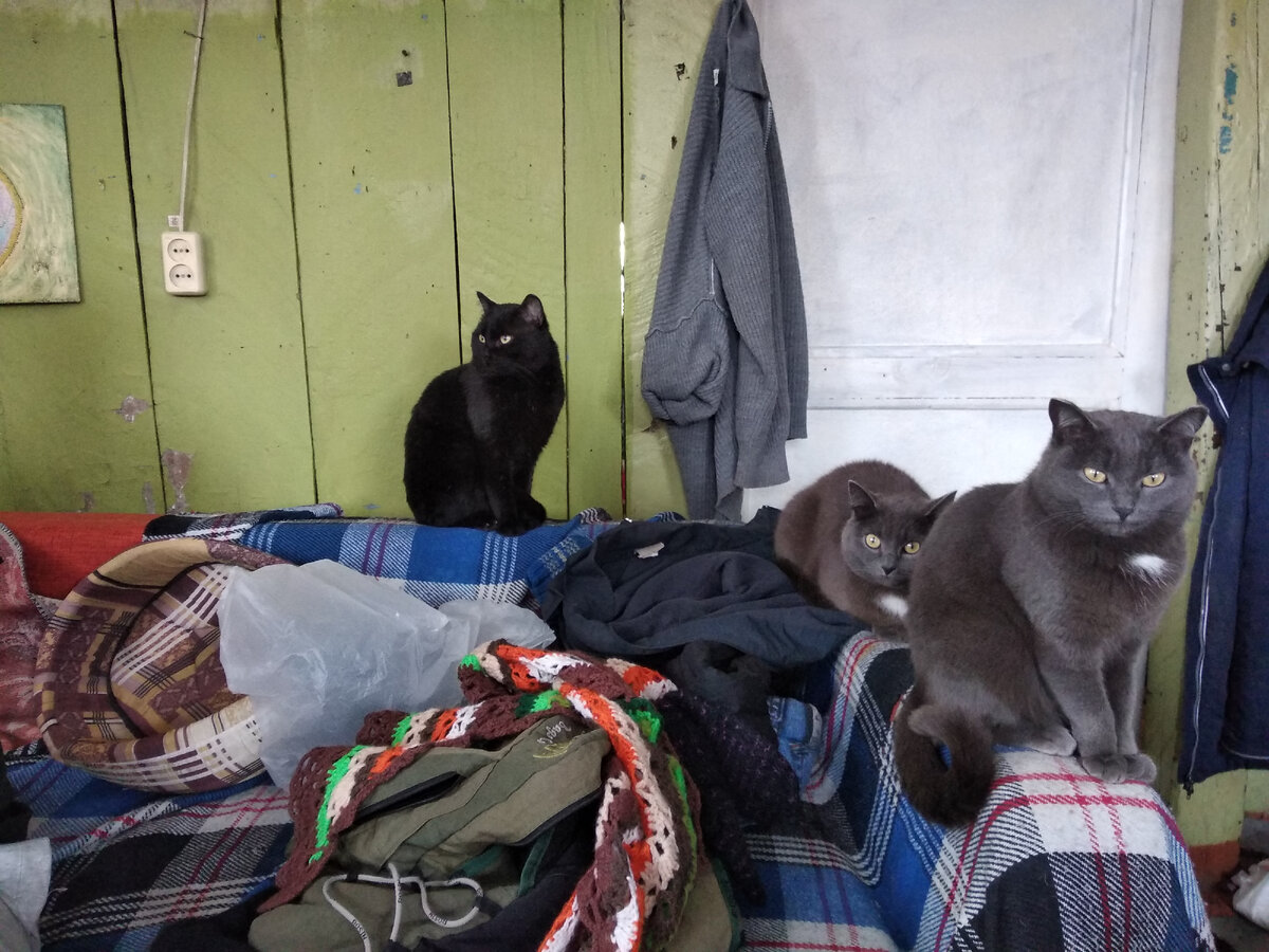 Кошачья банда в сборе. Что-то замышляют