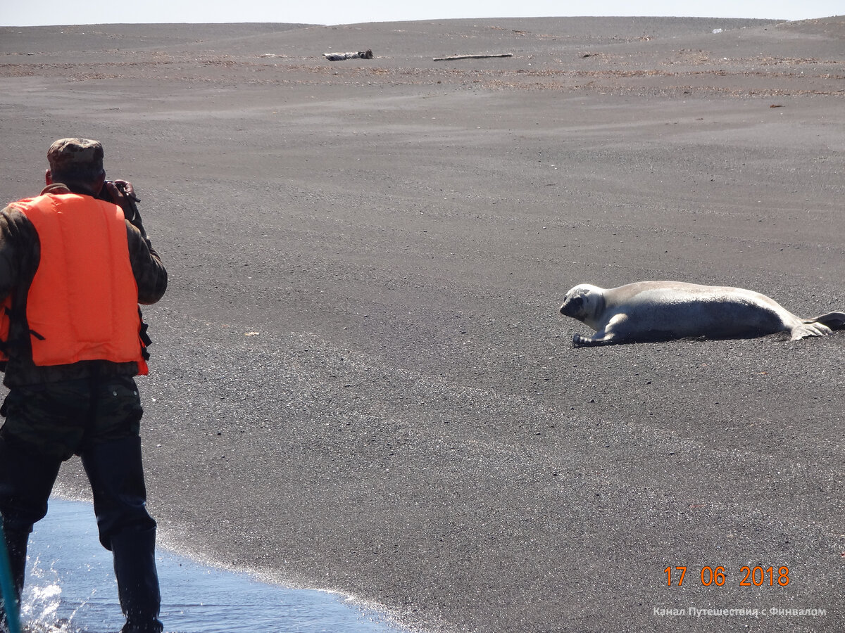 Таких тормозных тюленей мы никогда не видели. Ладно - мы не обидим, но тут же кругом медведи!