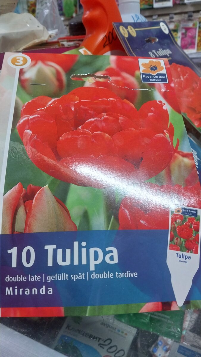 Этот похож на тот который у меня цветет.