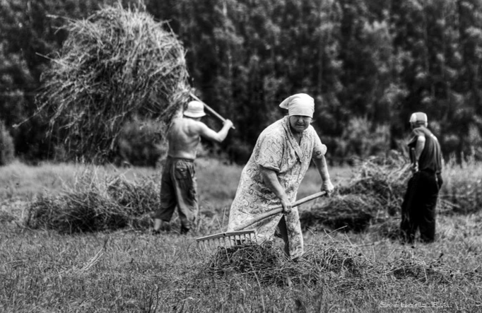 Сенокос - это адский труд, пот, покусанное комарами и оводами тело, а воспоминания все равно самые лучшие