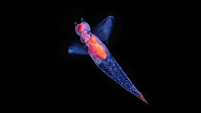 Морской ангел. ИМИН ЧЕН / GETTY IMAGES