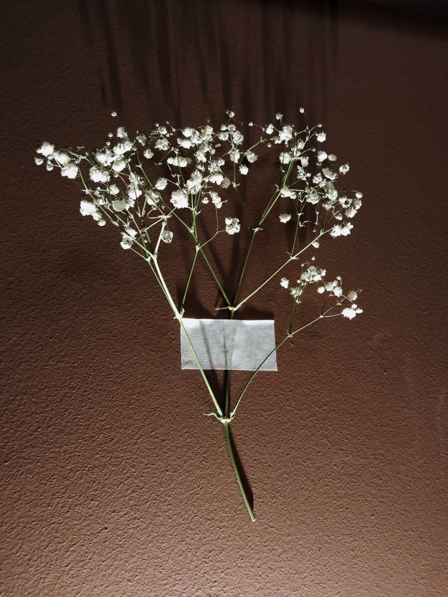 Сухое, не значит что это не красиво