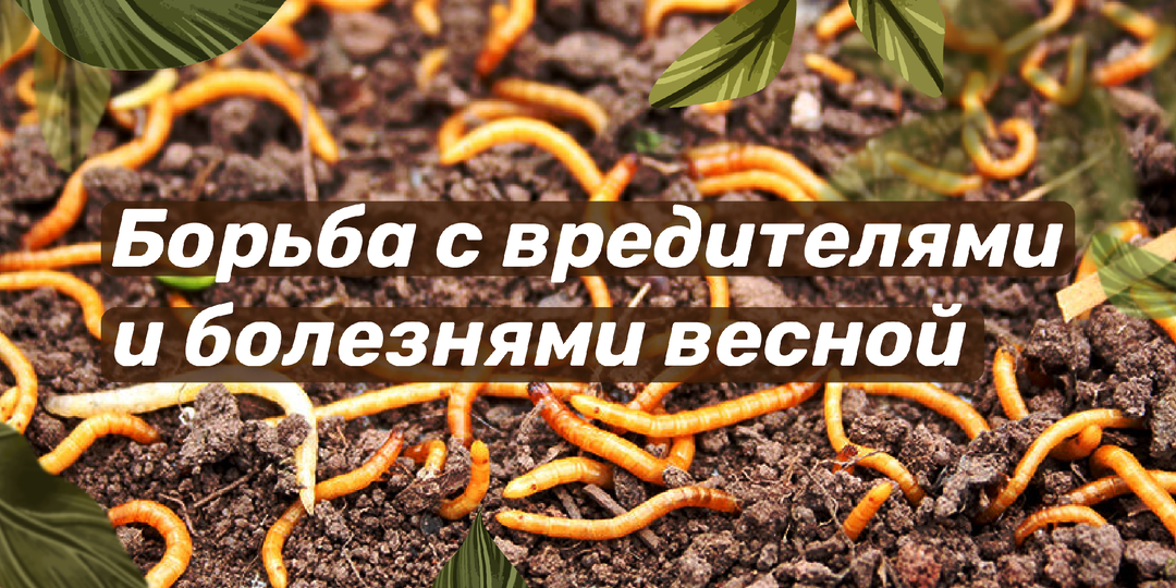 Борьба с вредителями и болезнями растений весной: профилактика и методы защиты