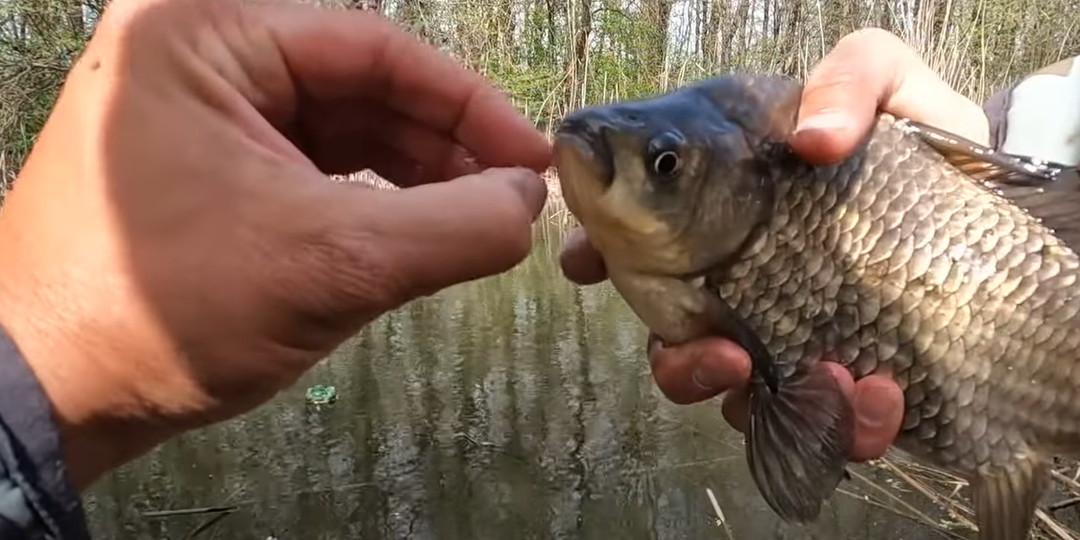 Лучшие наживки для ловли карася в апреле и мае: советы и рекомендации