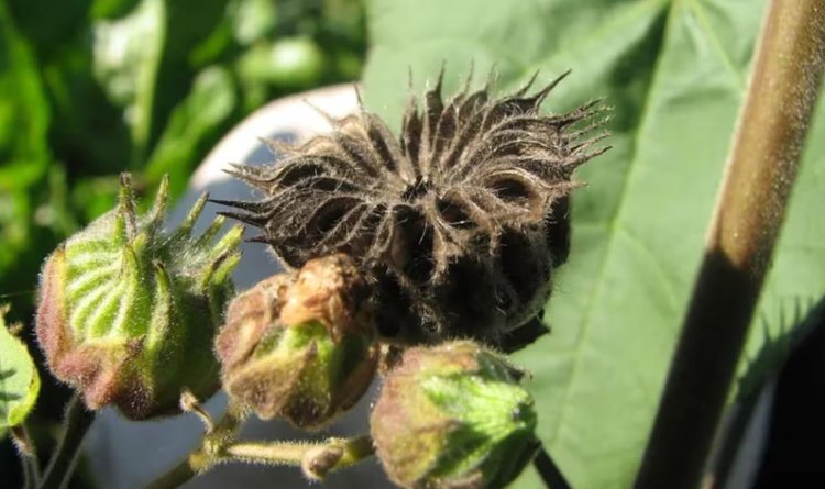    Наводящий ужас сорняк-любитель кукурузы обнаружен в Новой Зеландии после 20 лет борьбы