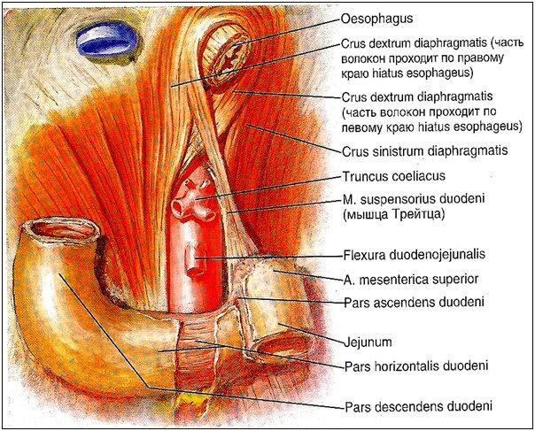 Рис. 1 - анатомия мышцы Трейца