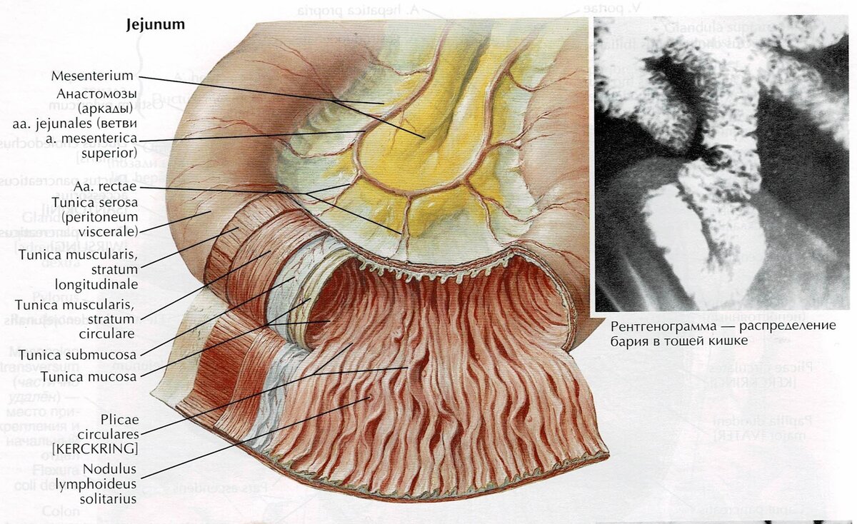 Строение стенки тощей кишки