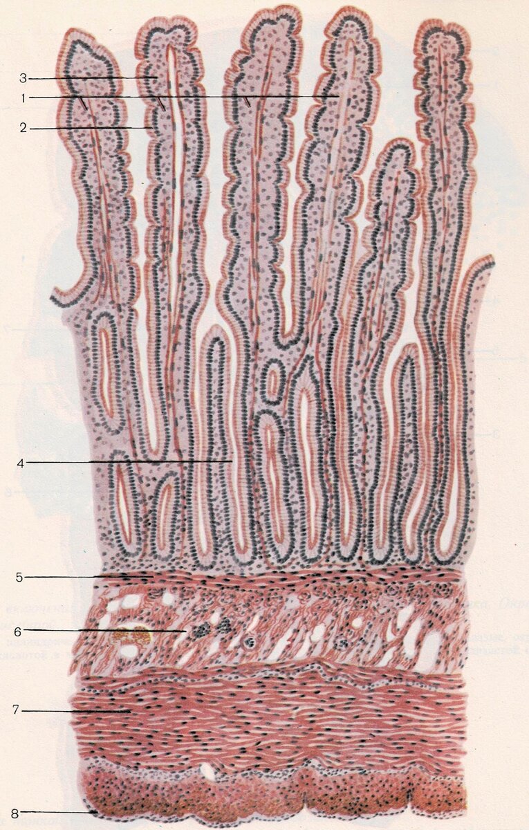 Строение стенки тощей кишки