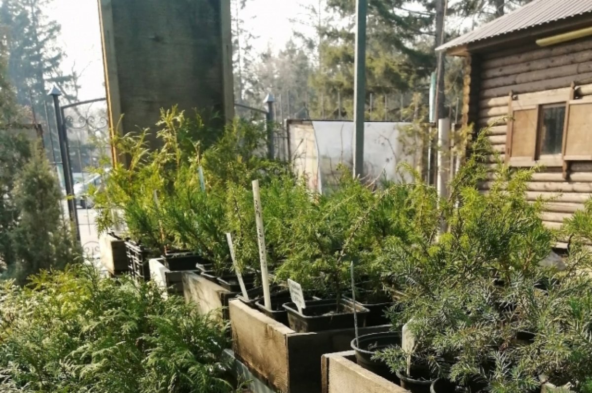    Прекрасные хвойные садового центра.