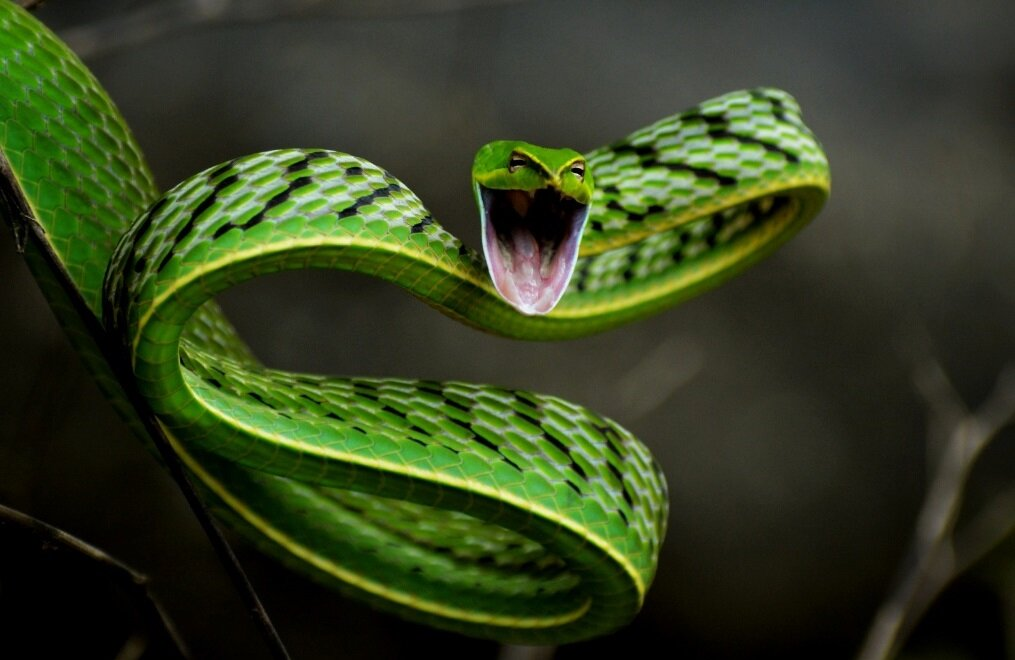 Длиннорылая плетевидка имеет один из самых уникальных обликов. На фото змея пытается напугать возможного хищника. Фото из Интернета