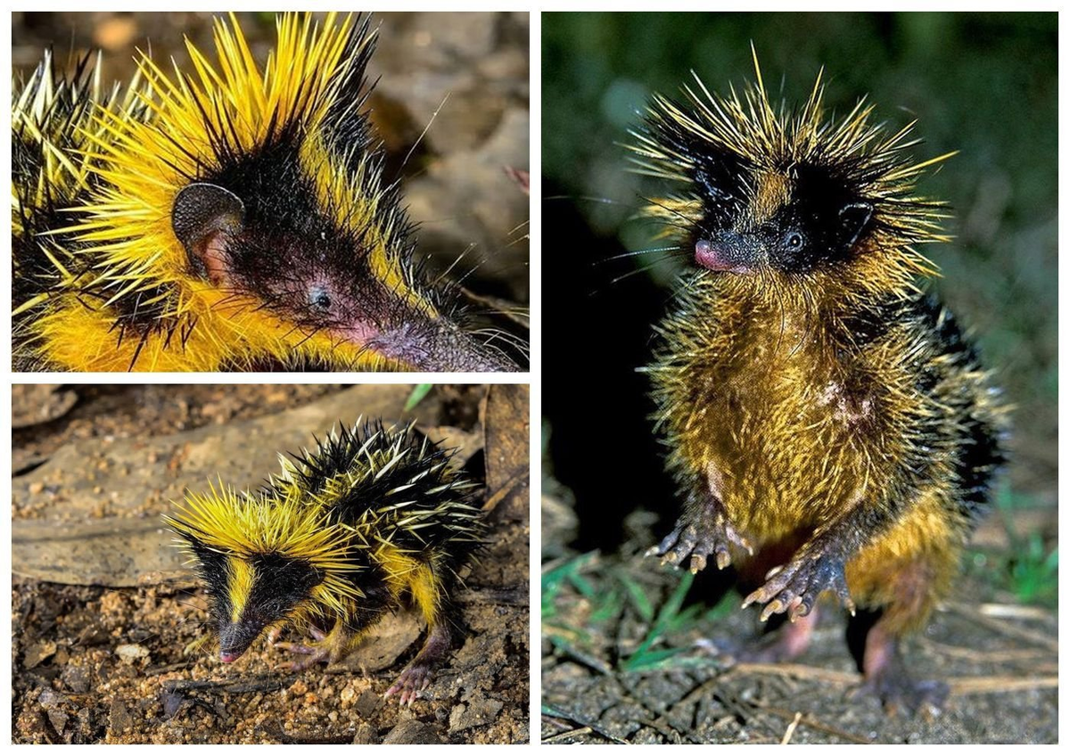 Полосатый тенрек использует свои иголки как для обороны, так и для коммуникации. Фото из Интрнета