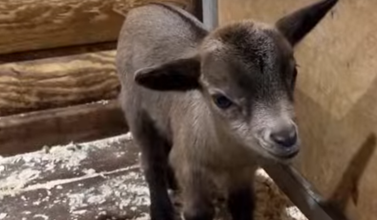     Малыш от камерунской козочки. Источник: vk.com/spbzoopark Автор фото: Скриншот видео