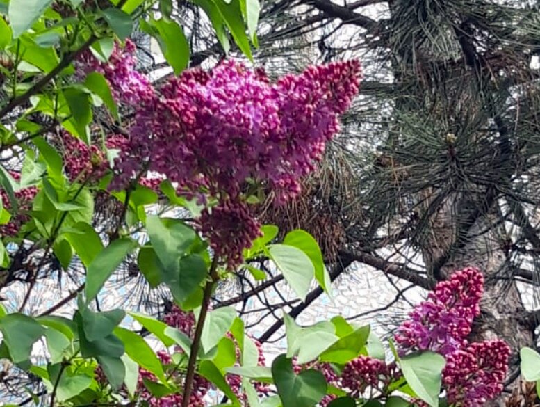 В Краснодаре цветет сирень 