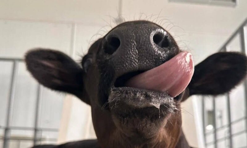 Первый в России теленок-клон появился на свет в начале марта в Усть-Лабинске. Клонированную корову назвали Звездочкой. Теленка произвели от коровы с рекордными показателями надоев.